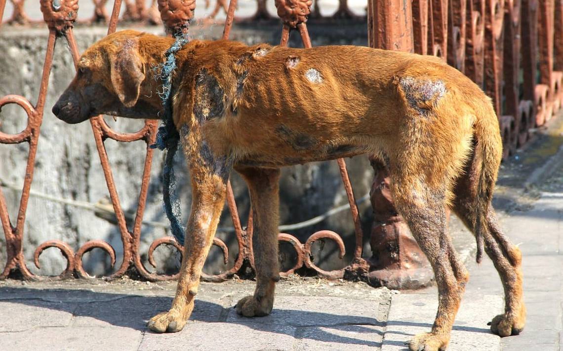 De 10 Quejas De Maltrato Animal, Ocho Son Reales - El Sol De Orizaba ...